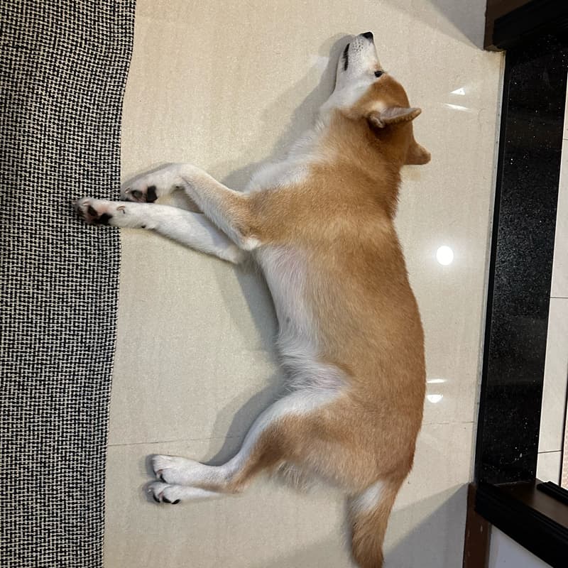 中秋匹克球聚