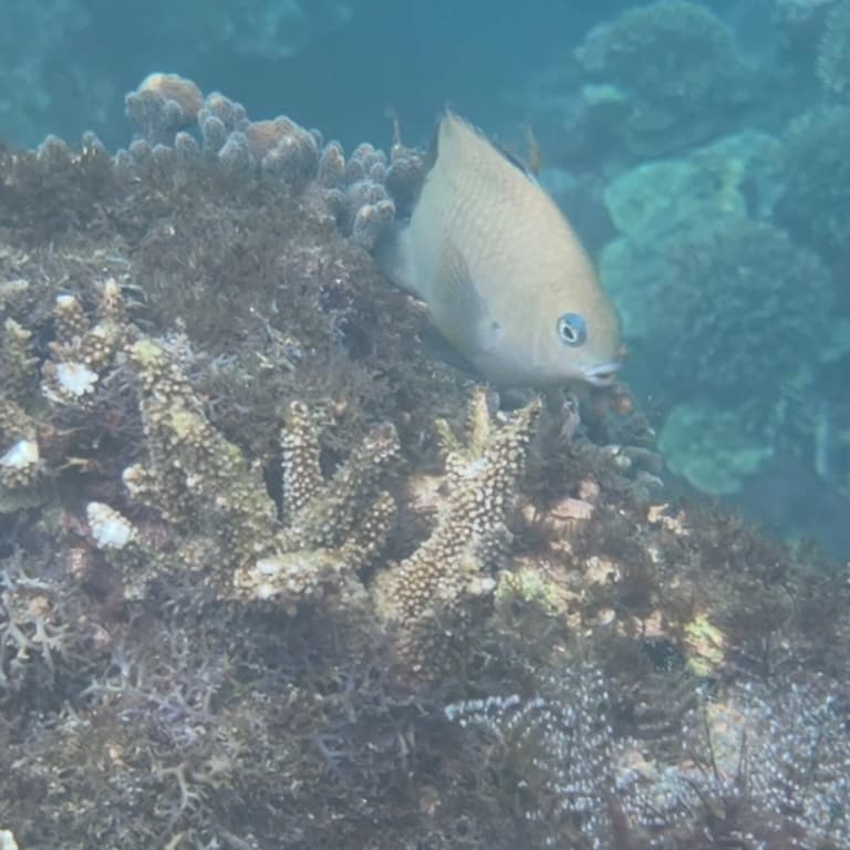 東北角 #浮潛自潛 最終場