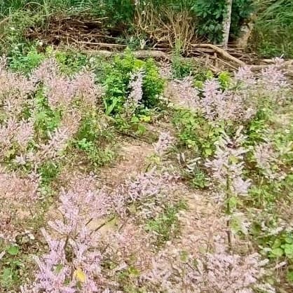 三灣花草園
