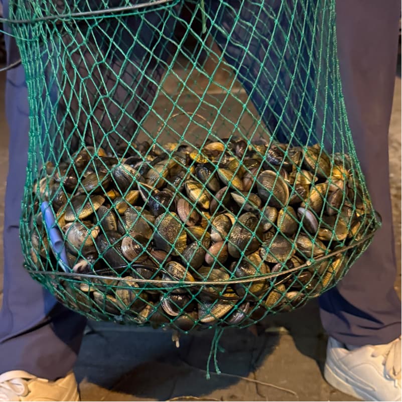 海瓜子生態導覽