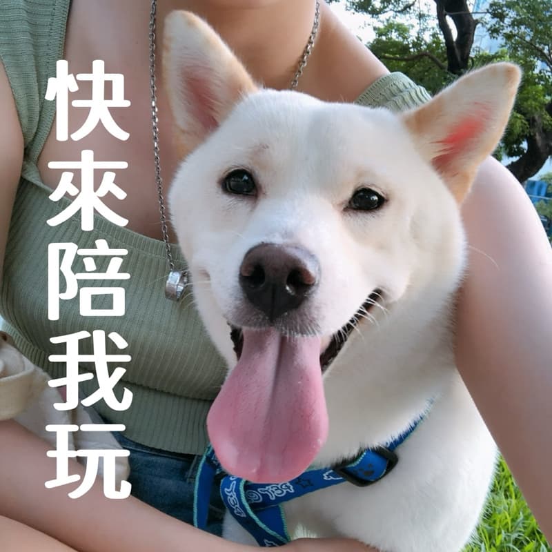 勤美萬聖草地派對 毛孩+主人變裝秀 純嚕狗也歡迎