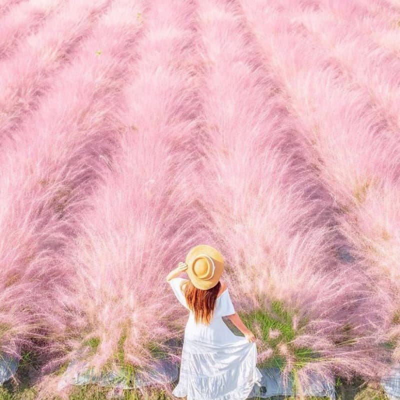 粉黛亂子草