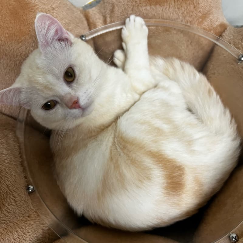 皇家飼料K36分售-如有疑慮可以當下拆分