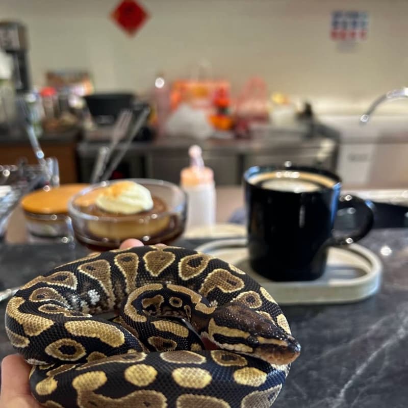蛇聚☕️下午茶