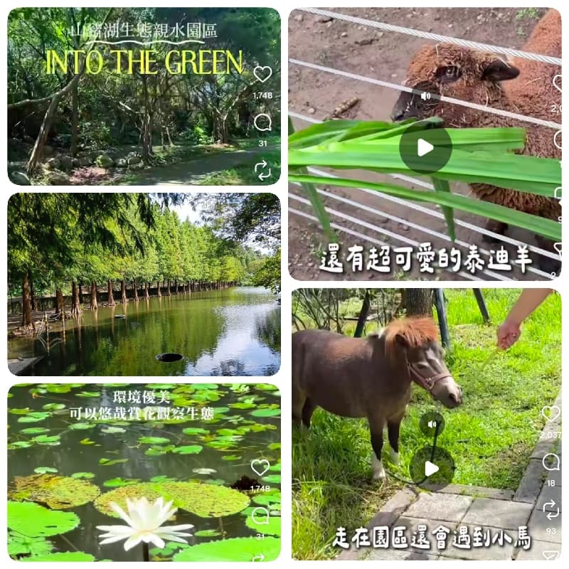 🌾 中秋大溪慢遊:看小馬🐴、走生態、吃羊肉爐 #中秋節