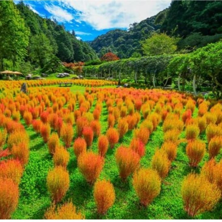 杉林溪波波草之旅