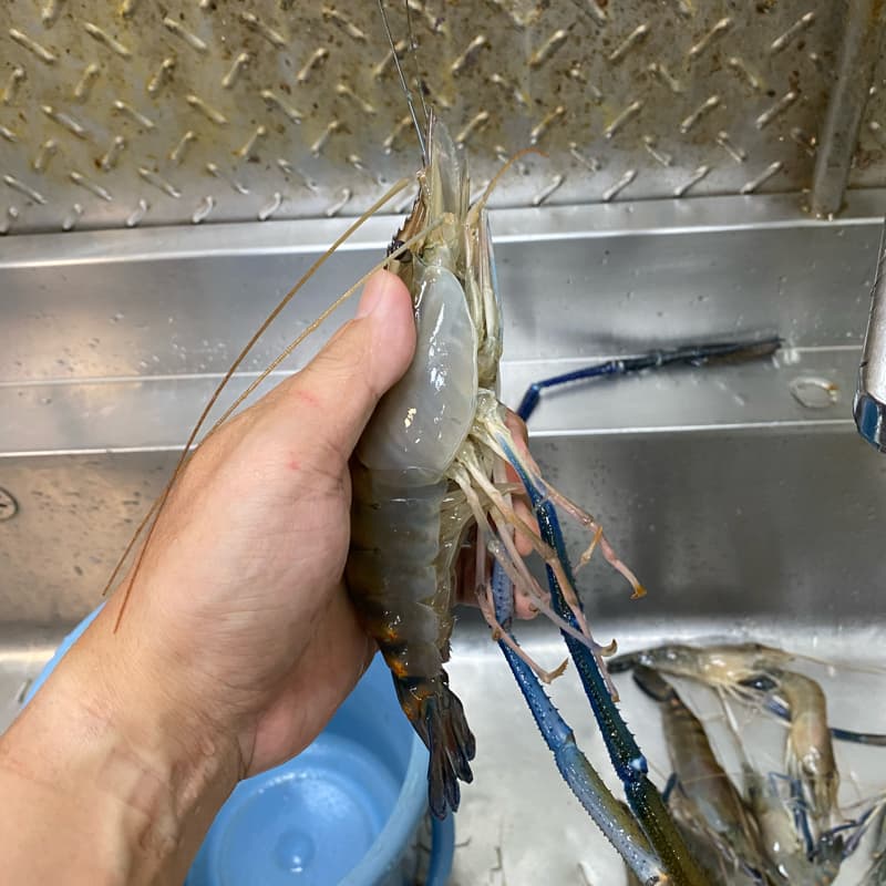 蝦~吃蝦 釣蝦