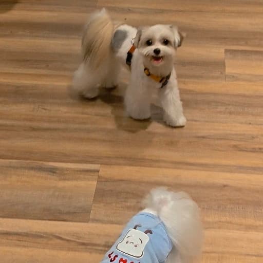 🐶喝一杯🥂角落星球🥂 #中秋節