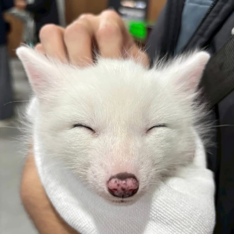秋遊~宜蘭狐狸村