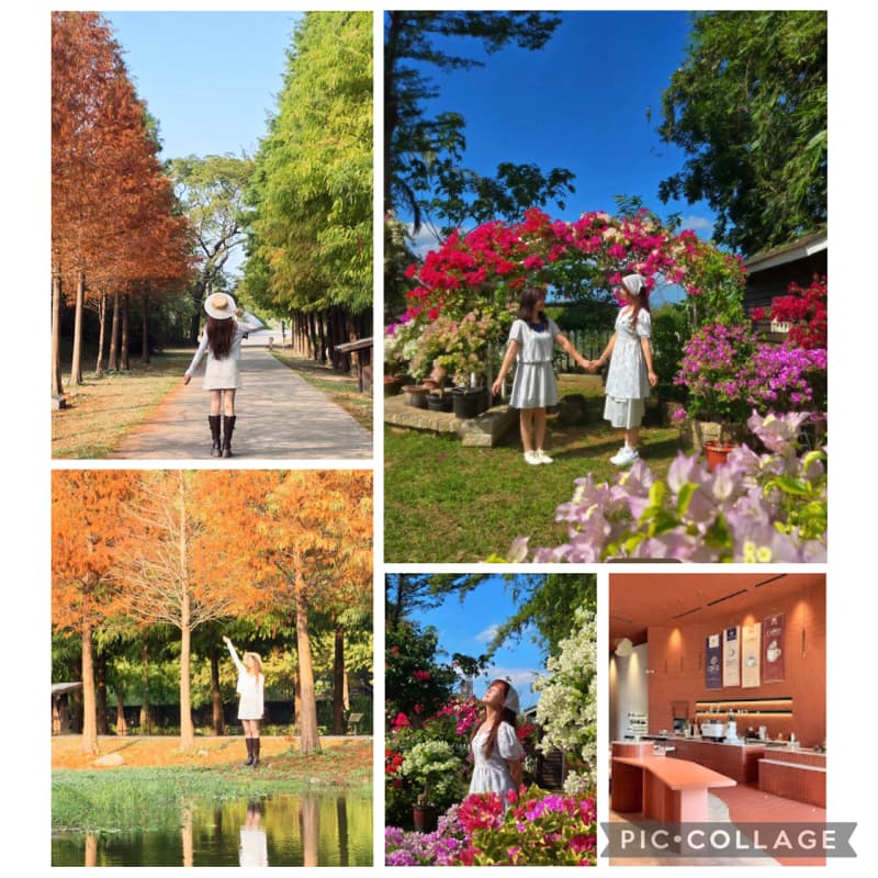 萬紫千紅與層林盡染。八德九重葛ft.大溪落羽松#新手友善#萬聖開桌
